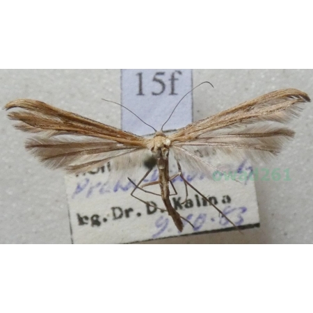 Emmelina monodactyla (Linnaeus, 1758) Piórolotek zwyczajny Czech15f